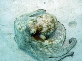 IMG 2971 Common Octopus